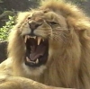 אַרְיֵה (ariyeih, adult male lion)